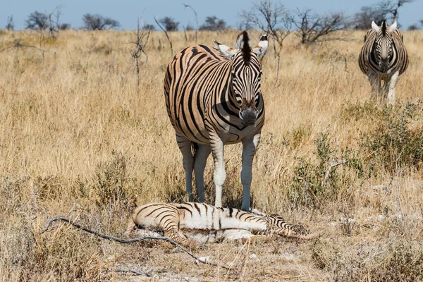 Dois adultos zebra e um bebê descansando — Fotografia de Stock