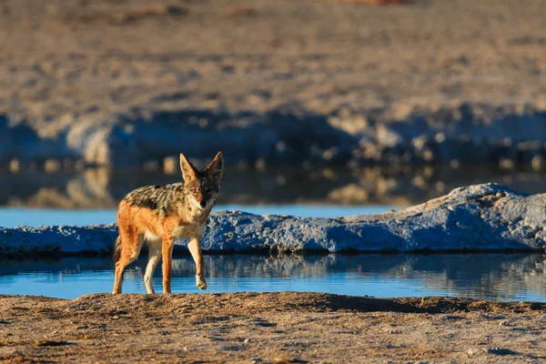 Siyah çakal su kuyusu bırakarak destekli — Stok fotoğraf