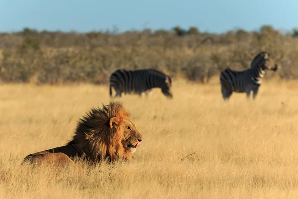 Lion likken zijn mond, Zebra's achtergrond hebben nog angst — Stockfoto