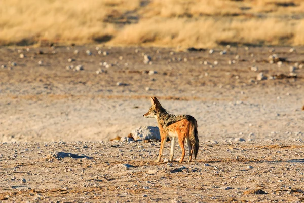 Black backed jakhals observeren zout pan — Stockfoto