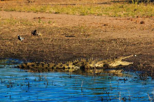 Krokodil vila och kylning riverfront Chobe Botswana Afrika — Stockfoto