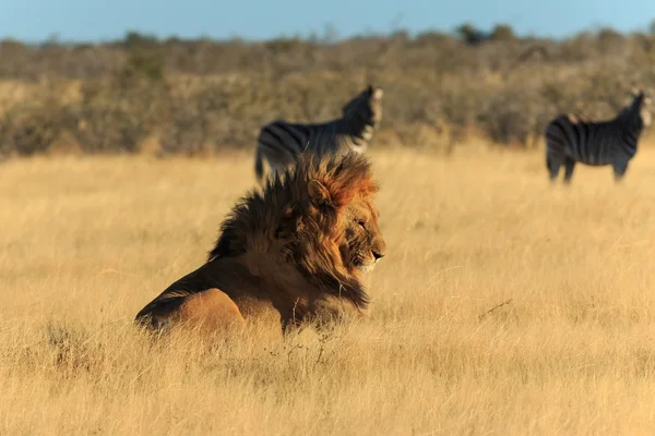 Dinlenme, zebra yakalamak gerek yok aslan — Stok fotoğraf