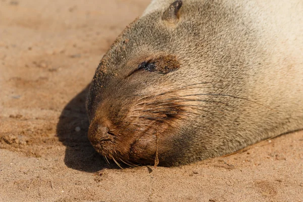 Cape fur seal sleeping close up — Stock Photo, Image