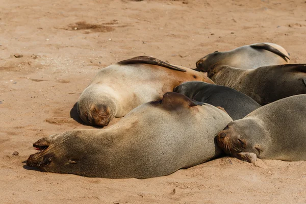 Cabo pele grupo selo descansando — Fotografia de Stock