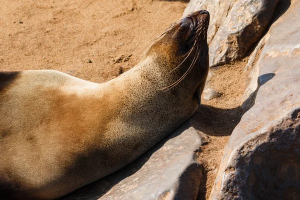 Cape fur seal warming up — Stock Photo, Image