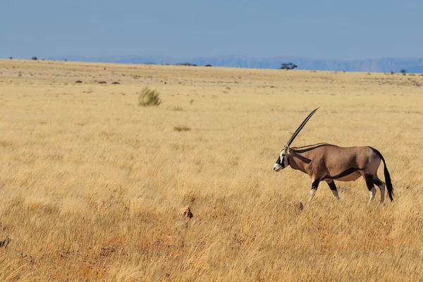 Gemsbok of gemsbuck oryx wandelen in de Namib woestijn — Stockfoto