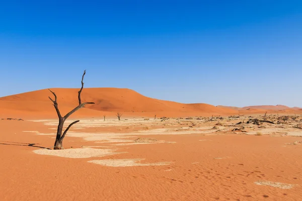 Lonely tree deadvlei valley Namibia — Stock Photo, Image