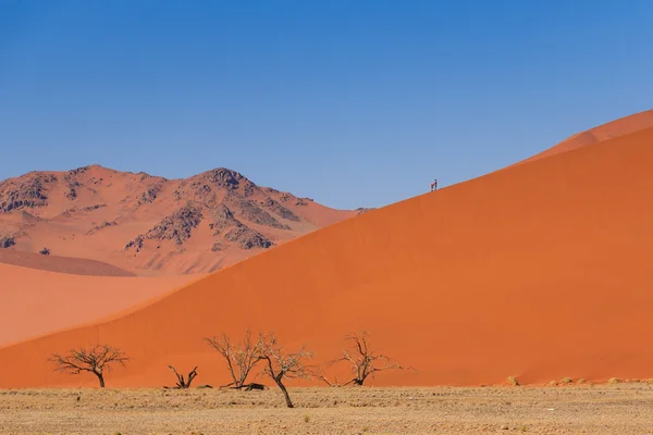 Sand dune dead trees people climbing Namibia — Stock Photo, Image