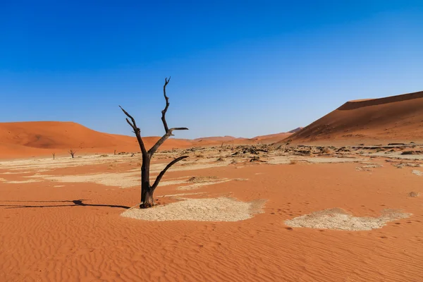 Dead tree deadvlei valley Namibia — Stock Photo, Image