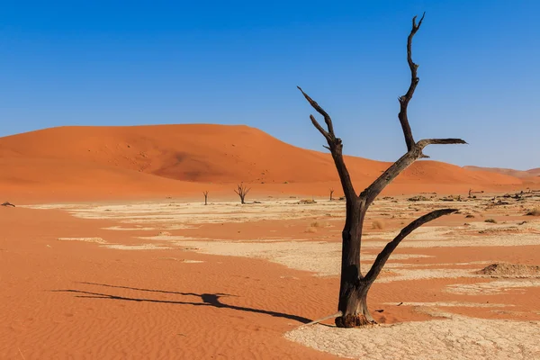 Ağaç deadvlei vadiye Namibya kapatın