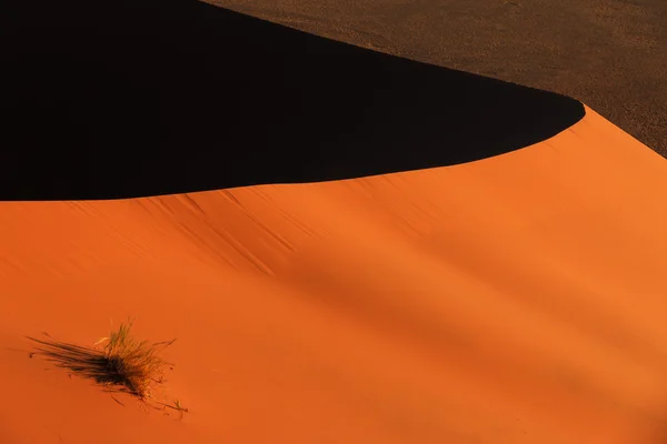 Kenar kırmızı sanddune Sossusvlei bitki örtüsü