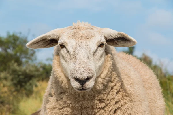 Schapen staren omhoog sluiten weergave hoofd — Stockfoto