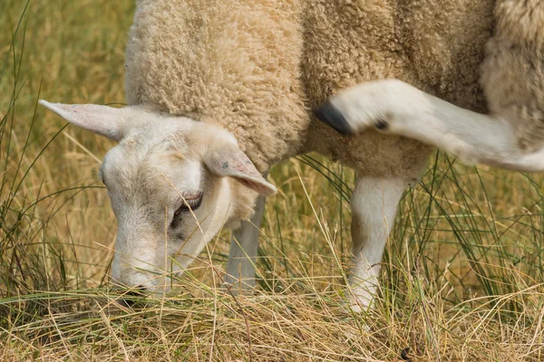 Sheep multi tasking eating scratching — Stock Photo, Image