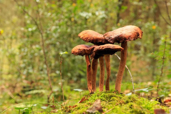 Champignon brun près dans la forêt — Photo