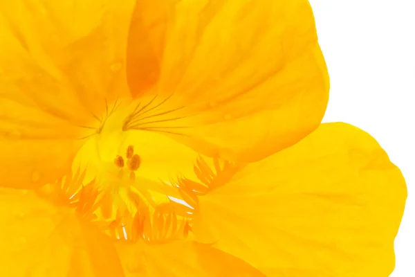 Close-up in gele bloem — Stockfoto