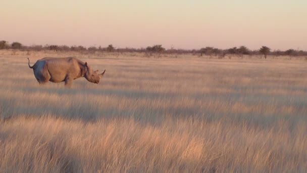 Ρινόκερος περπάτημα στο πεδίο Etosha, Ναμίμπια, Αφρική — Αρχείο Βίντεο