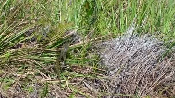 Vatten monitor Afrika, Botswana, Moremi — Stockvideo