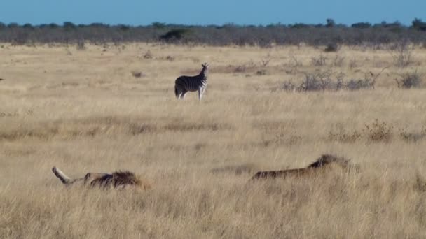 Hím oroszlán pihen a fűben zebrák háttér Etosha Namiba Afrikában — Stock videók