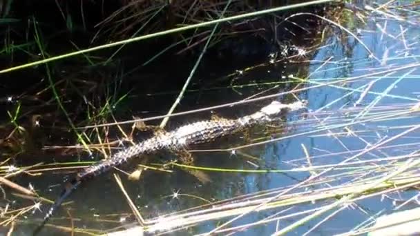 Cocodrilo joven en el arroyo Botswana — Vídeos de Stock