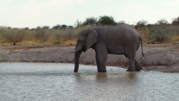 Elefante jugando hoyo de agua de barro África — Vídeos de Stock