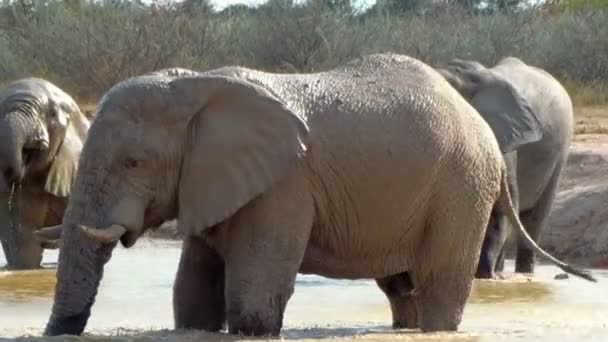 Elefante jogando água lama waterhole África — Vídeo de Stock