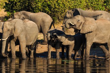 Grup ve bebek fil Chobe Afrika içme