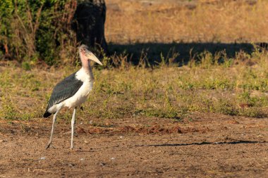 Nehir kenarında Afrika yürüme marabut leylek