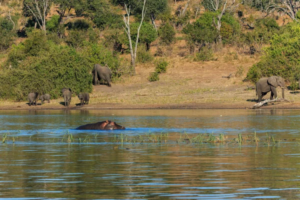 Групповые слоны ходят и пьют речной бегемот Африка — стоковое фото
