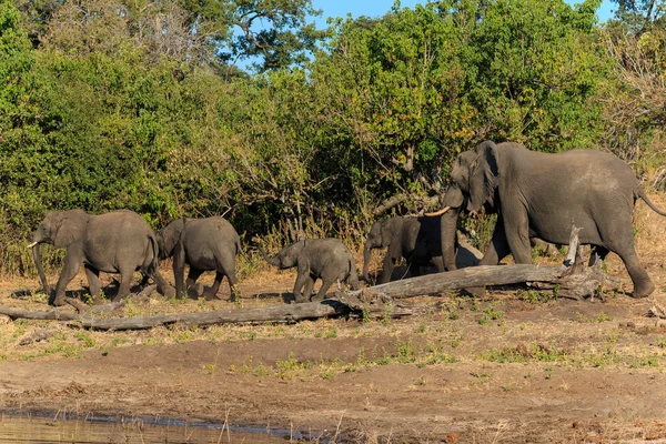 Группа и младенец слона ходьба Chobe Ботсвана Африка — стоковое фото
