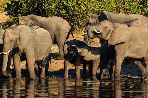 Group and baby elephant drinking Chobe Africa — Stock Photo, Image