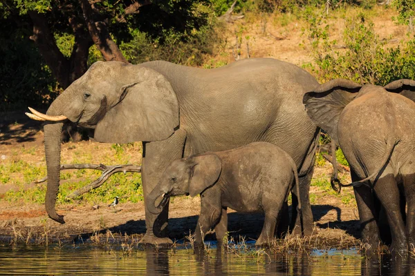 Mother and baby elephant drinking Chobe Botswana — Stock Photo, Image