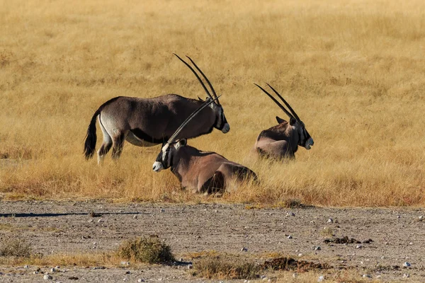 Group gemsbok or gemsbuck oryx standing field — Stock Photo, Image