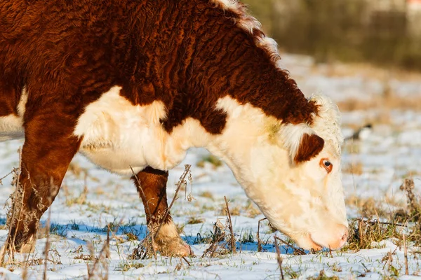 Highland cattle close up winter — Stock Photo, Image