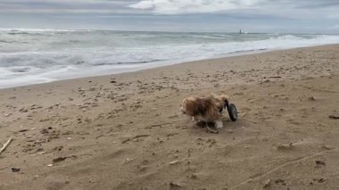 Tekerlekli sandalyedeki köpek sahilde