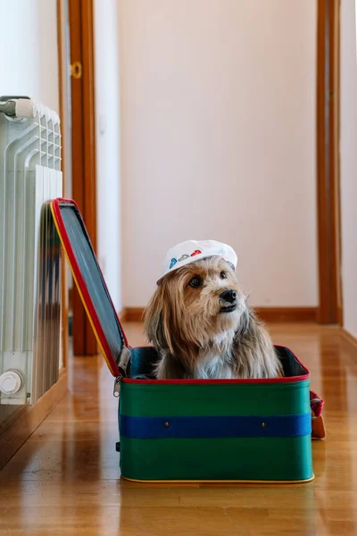 Pies Walizce Kapeluszem Podróżnym Czekający Wycieczkę — Zdjęcie stockowe