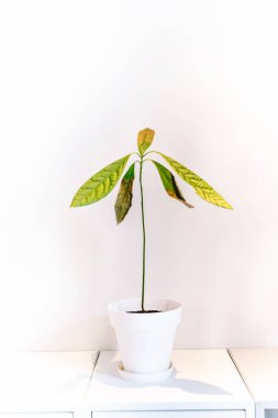 Beyaz arka planlı ev bitkisi
