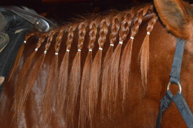 Columbus Ohio 27 Ağustos 2019 At Yelesi düzgünce örüldü.