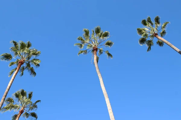 Los Angeles Ekim 2020 Kaliforniya Palmiye Ağaçları — Stok fotoğraf