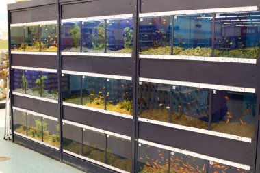 Columbus Ohio 16 Aralık 2020 Akvaryum akvaryum akvaryumu ve satılık çeşitli balık akvaryumları.