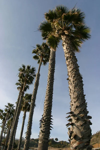 Лос Анджелес Калифорния Сша Января 2016 Года Пальмовые Деревья Вдоль — стоковое фото