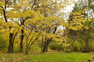 Parktaki ağaçlarda sonbahar yaprakları.