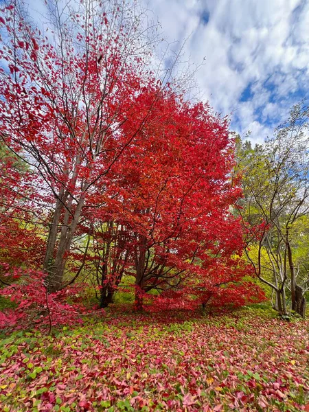 Parrotia Persica 'nın kırmızı sonbahar tacı (Pers demirağacı) parkta.