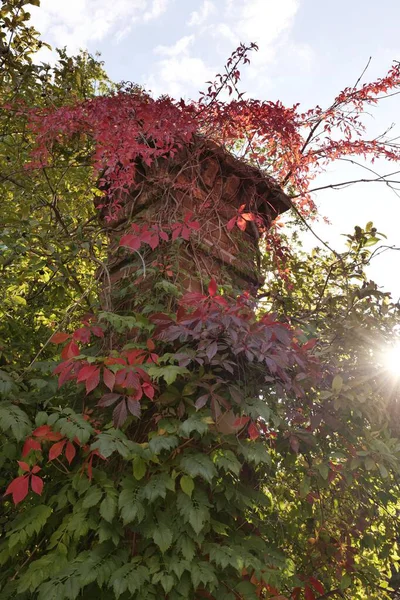 Dallarla ve sonbahar yapraklarıyla kaplanmış eski bir boru..