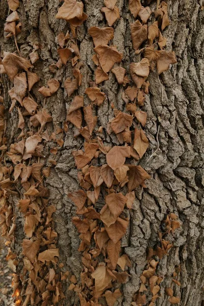 Ağaç kabuğunda kurumuş sonbahar yaprakları