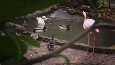 Flamingolar ve ördekler şehir parkında küçük bir gölette