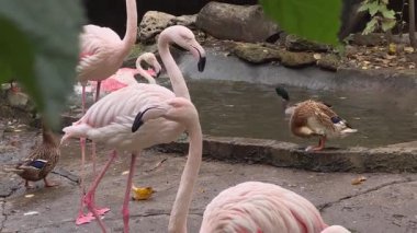 Flamingolar ve ördekler şehir parkında küçük bir gölette