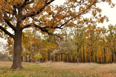 Parktaki ağaçlarda sonbahar yaprakları.