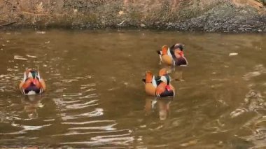 Erkek Mandarin ördekleri (Aix galericulata) küçük bir gölette yüzerler.