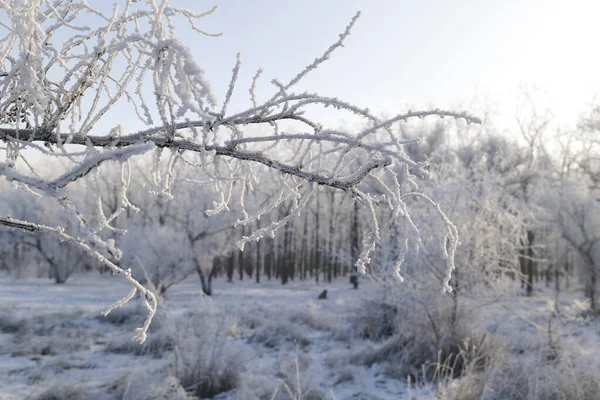 Kış parkında ağaçlarda buz