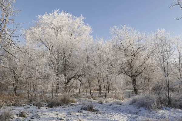 Kış parkında ağaçlarda buz